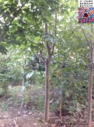 今年10公分白玉蘭價(jià)格是多少？
