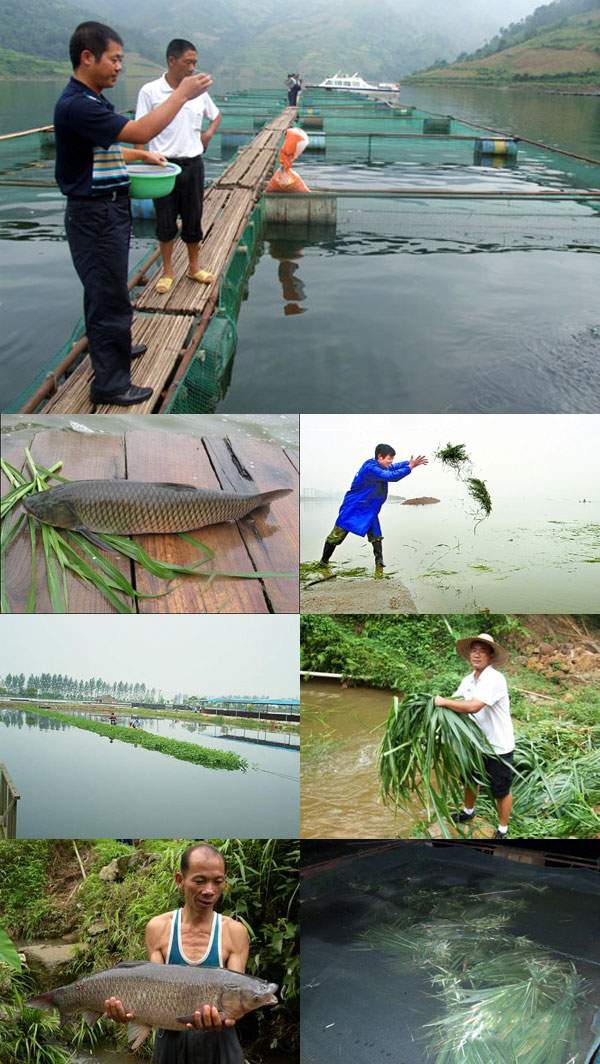 養(yǎng)魚(yú)牧草品種