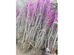 叢生紫荊樹(shù)價(jià)格