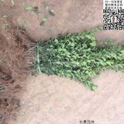 哪里有大葉黃楊綠籬苗 價格是多少？
