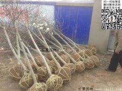 常用規(guī)格的白玉蘭樹多少錢？