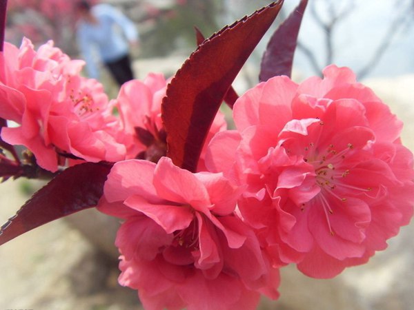 紅葉碧桃花期有多長，幾月份開花？