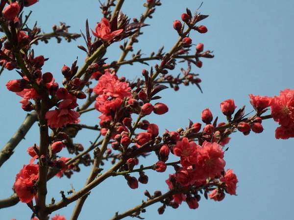 紅葉碧桃花期有多長，幾月份開花？