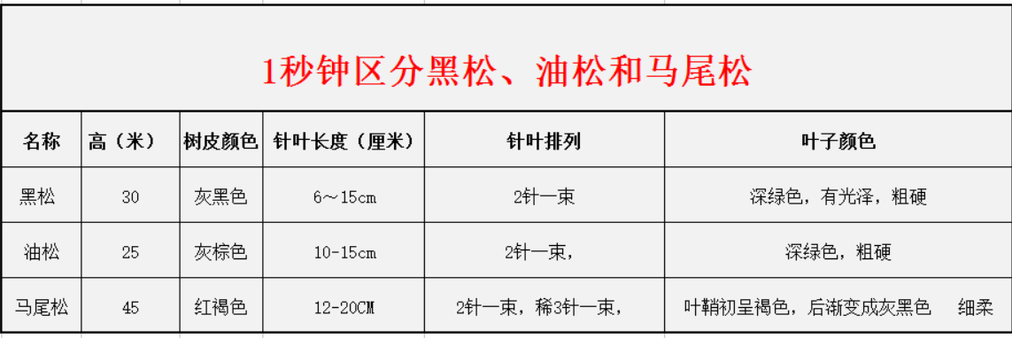1秒鐘區(qū)分黑松、油松和馬尾松