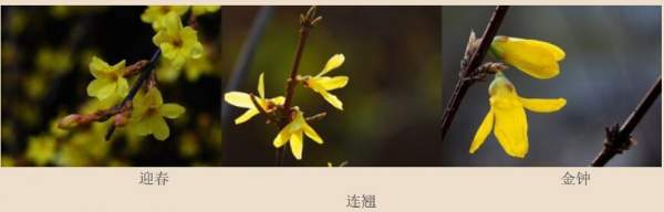 迎春花、金鐘和連翹如何區(qū)分?