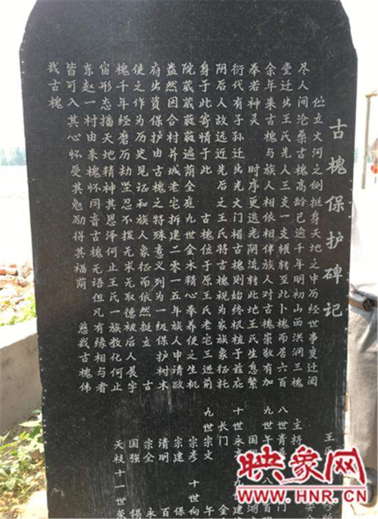 1100年古槐樹(shù)