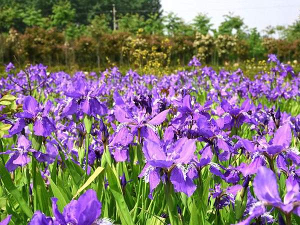 鳶尾草基地實(shí)拍圖片