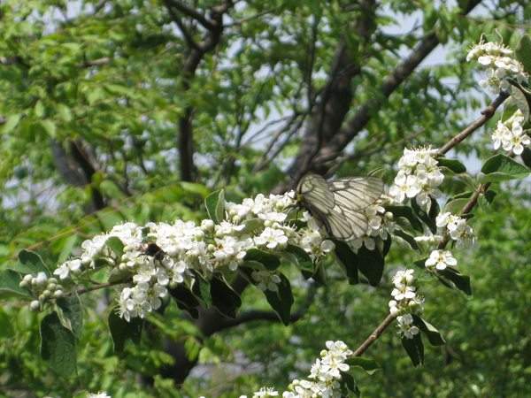 結(jié)香花,白花樹