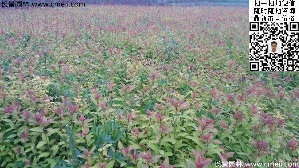 金焰繡線菊基地圖片