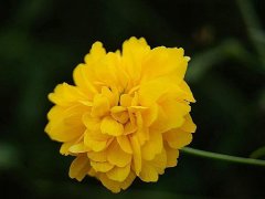 重瓣棣棠價格哪里便宜？產(chǎn)地在哪里？
