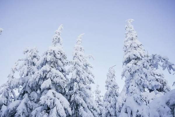 見過這樣的雪松造型樹嗎？美到你想不到