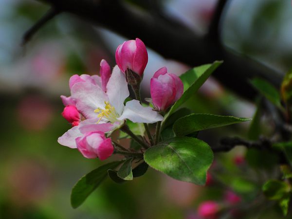 西府海棠花葉