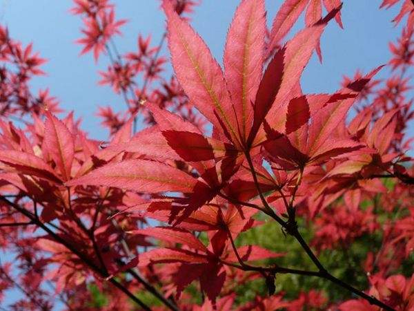 紅楓作衫，白楊為裙，美的傾國傾城！