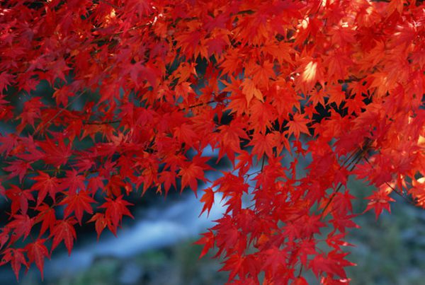 紅楓作衫，白楊為裙，美的傾國傾城！