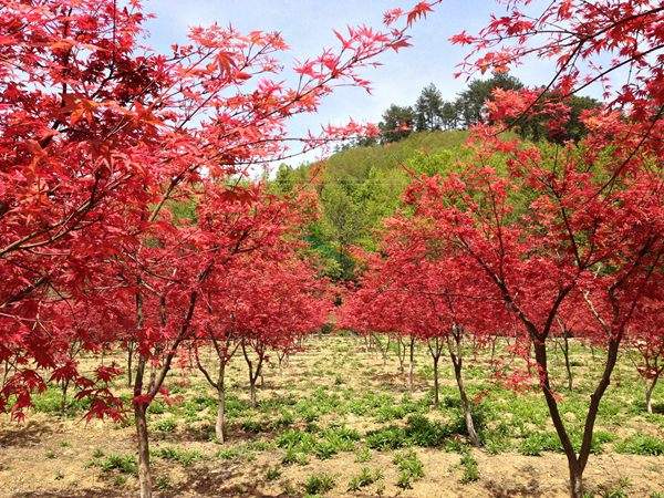 “顏值爆表”的日本紅楓，不是想看就能看！