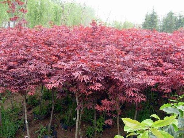 大型紅楓基地實(shí)拍圖曝光！