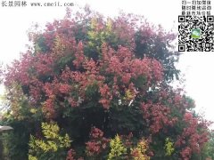 今年欒樹價(jià)格多少錢一棵？6公分8公分10公分的規(guī)