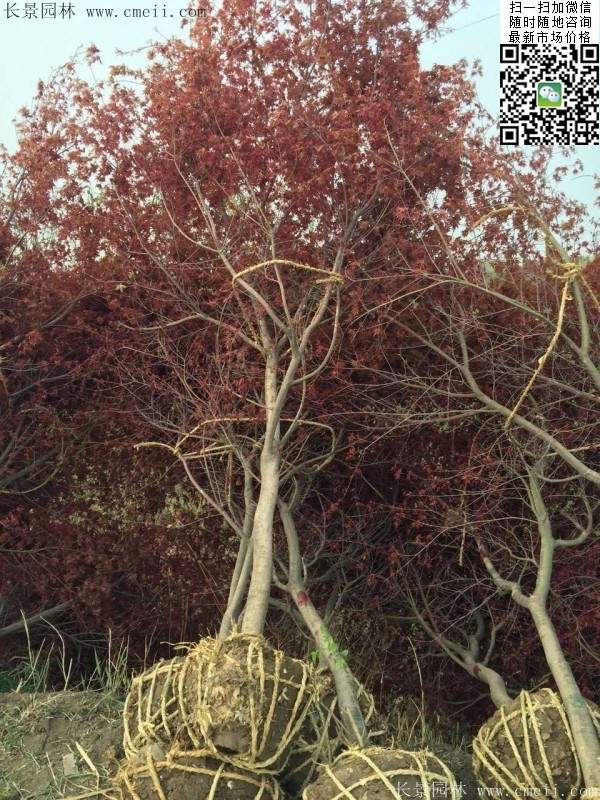 中國(guó)紅楓
