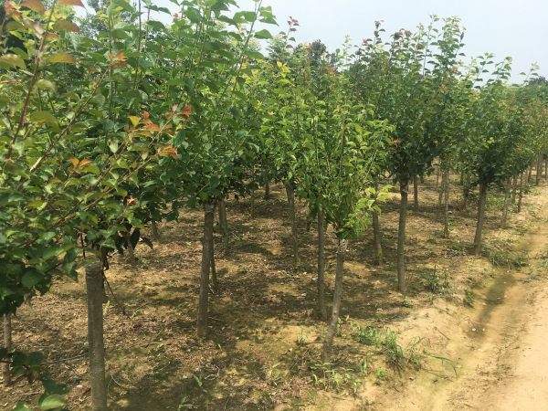 高端、大氣、上檔次的紅梅