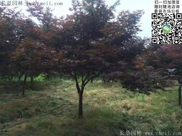 1.2、1.5、1.8米的紅楓樹(shù)