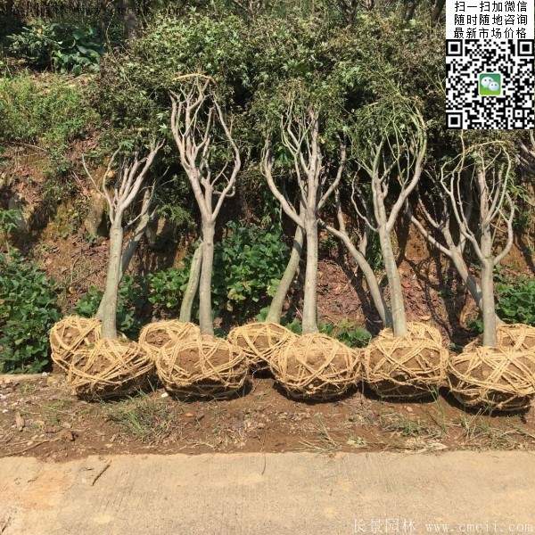 紅楓樹(shù)