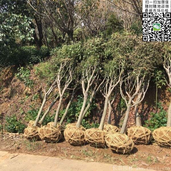 紅楓樹(shù)