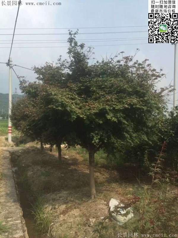紅楓樹(shù)