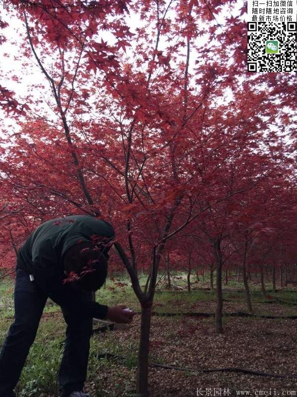 紅楓