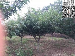 2016下半年最新最全櫻花樹苗價(jià)格已出，請(qǐng)更新