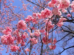 櫻花的花語是什么，有什么寓意？