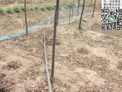 你還在為買櫸樹四處奔波嗎？那你就out了，告訴