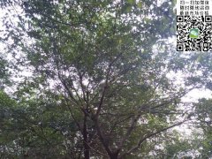櫸樹不管是在綠化界，還是在建筑界都會令你刮
