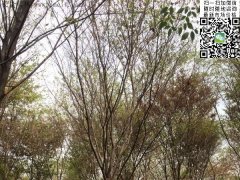這個秋季讓櫸樹占盡了風(fēng)采，你還在持觀望的態(tài)