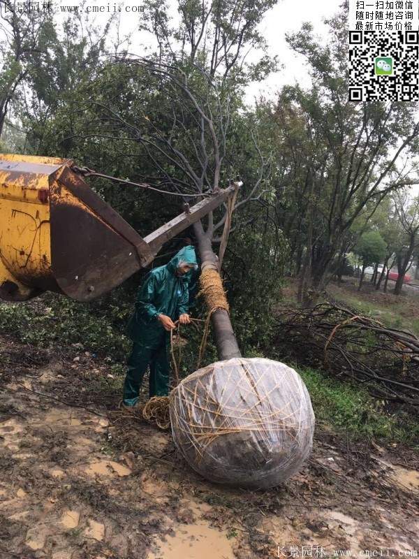 沭陽櫸樹批發(fā)