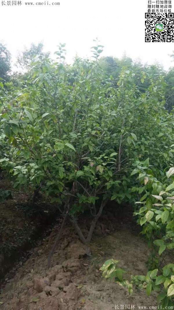 叢生臘梅樹(shù) 叢生臘梅樹(shù)