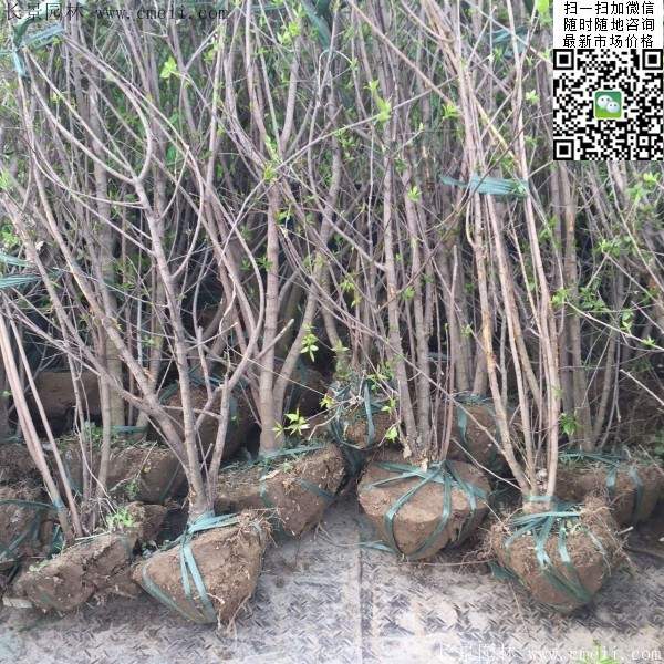 叢生臘梅樹(shù) 叢生臘梅樹(shù)