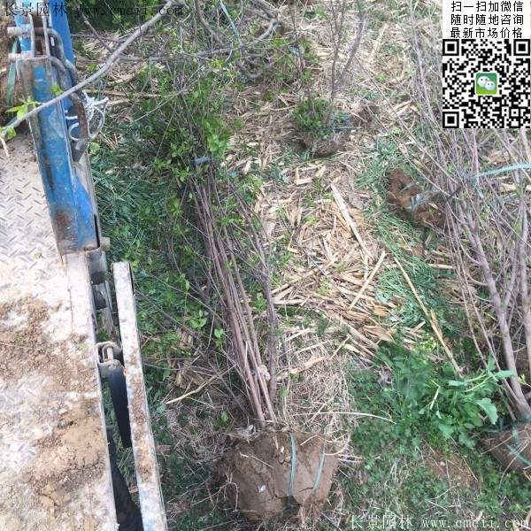 叢生臘梅樹(shù) 叢生臘梅樹(shù)