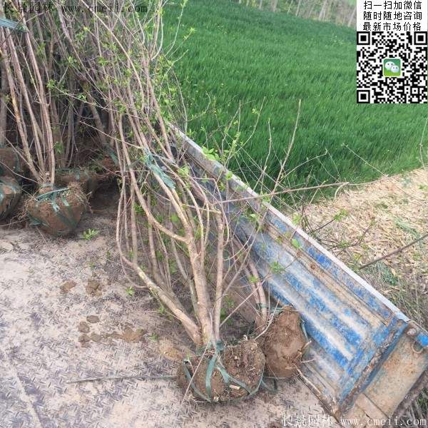 叢生臘梅樹(shù) 叢生臘梅樹(shù)
