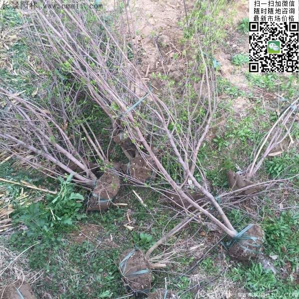 叢生臘梅樹(shù) 叢生臘梅樹(shù)