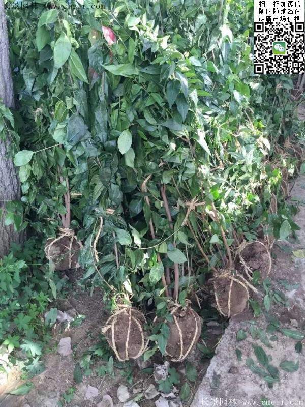 沭陽(yáng)臘梅樹 沭陽(yáng)臘梅樹