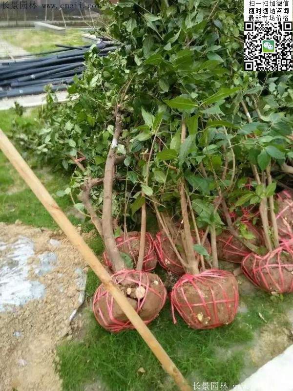 沭陽(yáng)臘梅樹 沭陽(yáng)臘梅樹