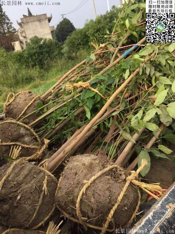 沭陽(yáng)臘梅樹 沭陽(yáng)臘梅樹