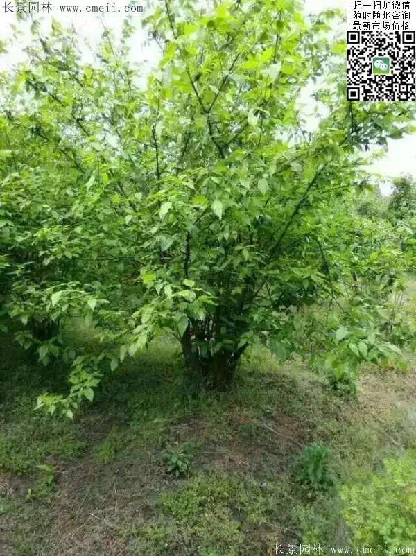 沭陽(yáng)臘梅樹 沭陽(yáng)臘梅樹