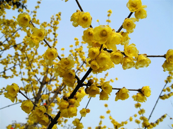 臘梅樹(shù) 臘梅樹(shù)