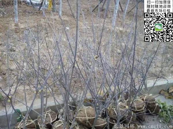 臘梅樹(shù) 臘梅樹(shù)