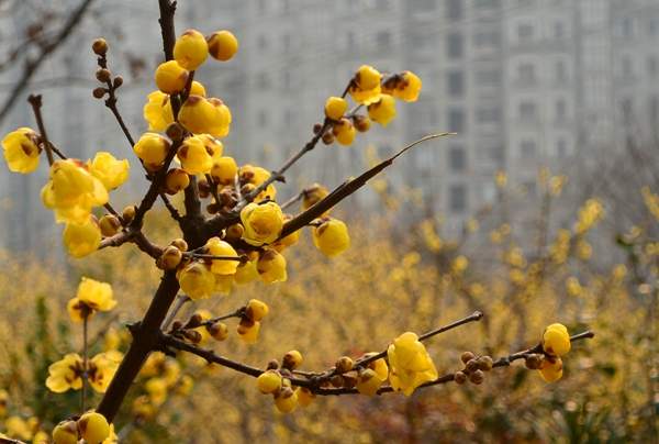 沭陽(yáng)臘梅花