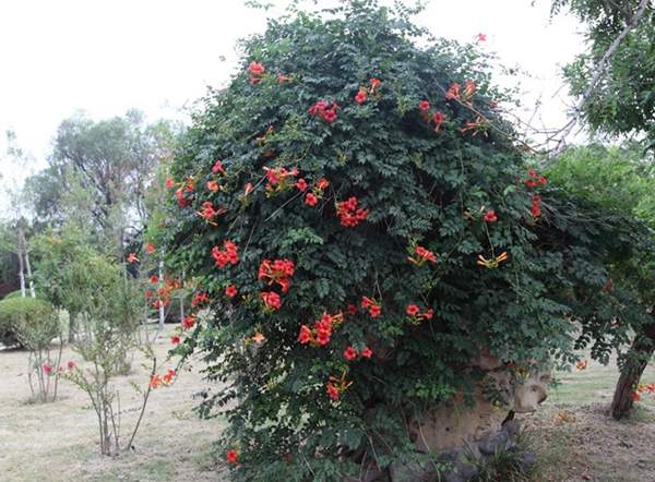美國(guó)凌霄花 美國(guó)凌霄花