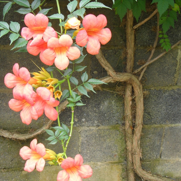中國凌霄花