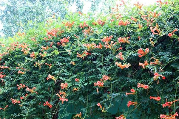 凌霄花行情 凌霄花行情