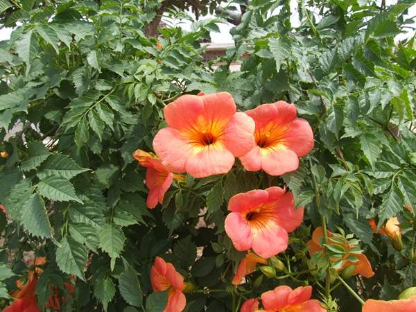 凌霄花保養(yǎng) 凌霄花保養(yǎng)